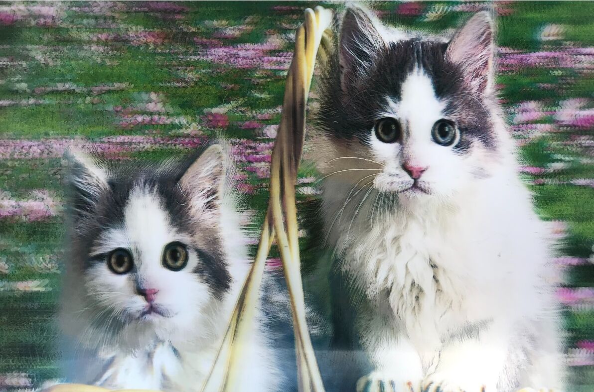 5D Elmas Boyama Kedi Tablosu