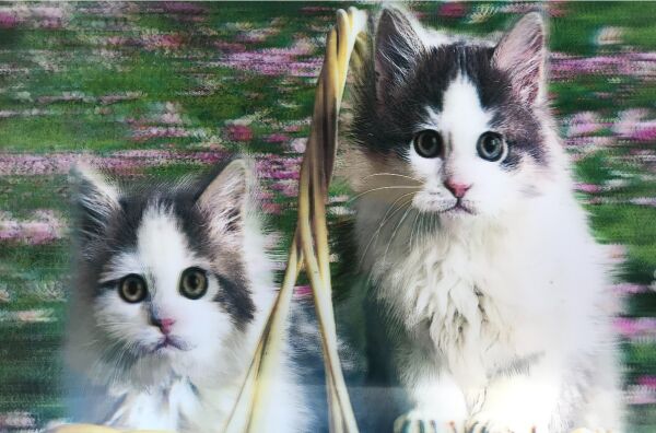5D Elmas Boyama Kedi Tablosu