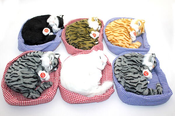 Horlayan Yastıkta Uyuyan Kedi Sesli